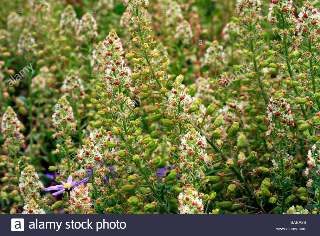 Резеда душистая красная