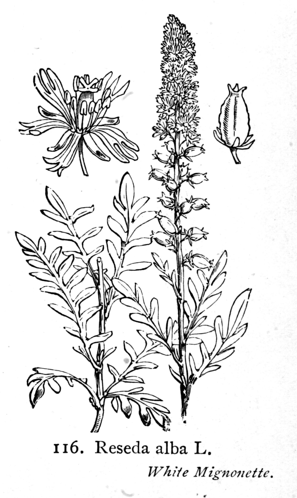 Резеда душистая