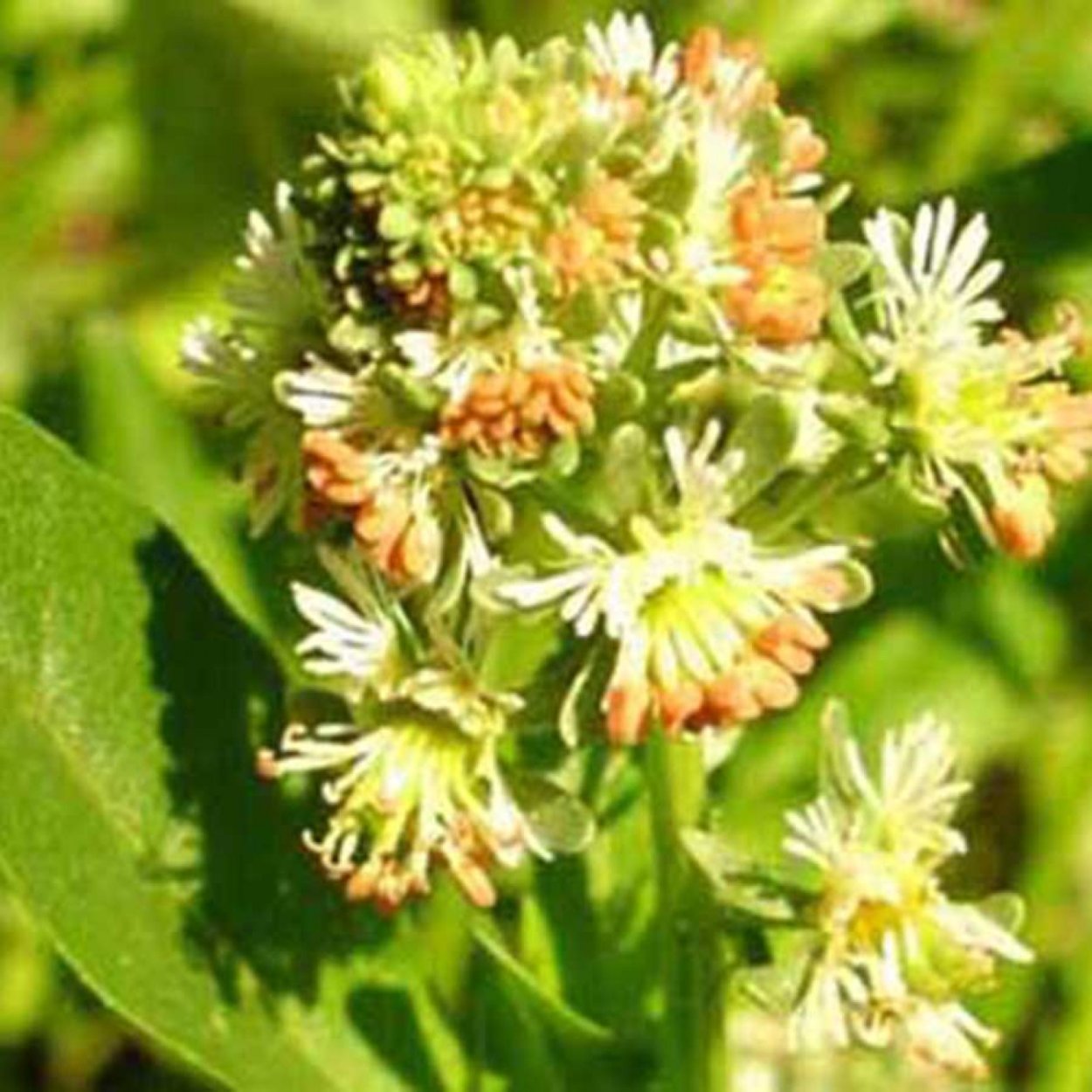 Спирея белая рябинолистная