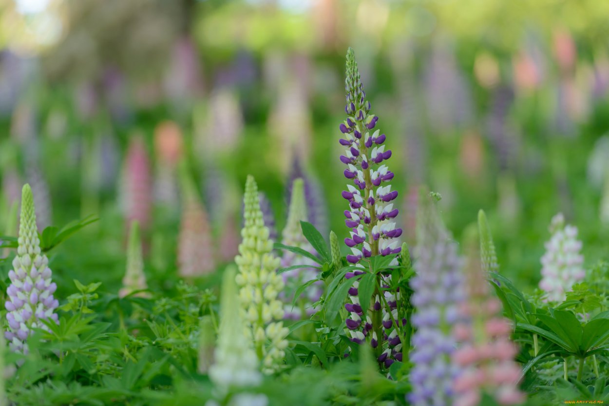 Люпин цветение