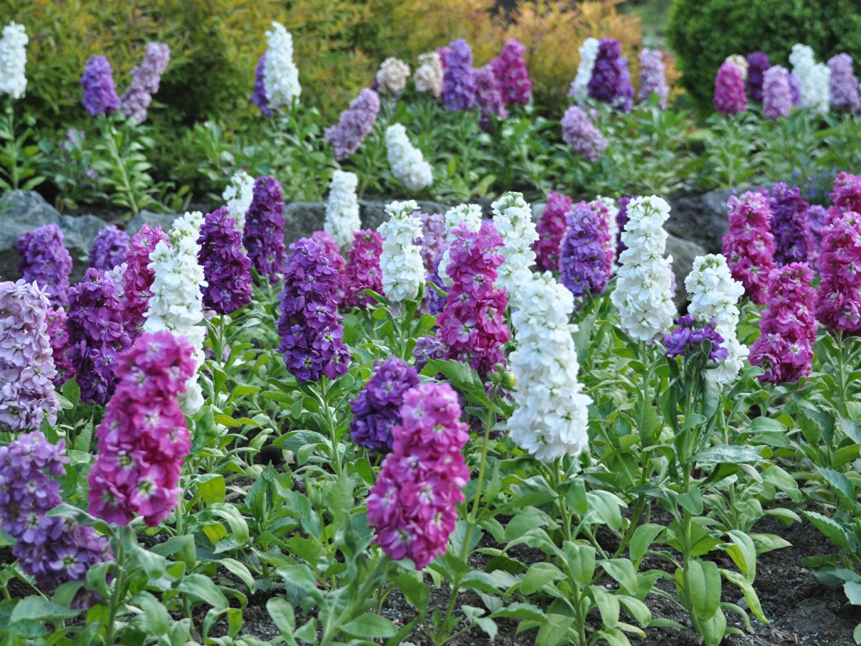 Красивая надпись Резеда