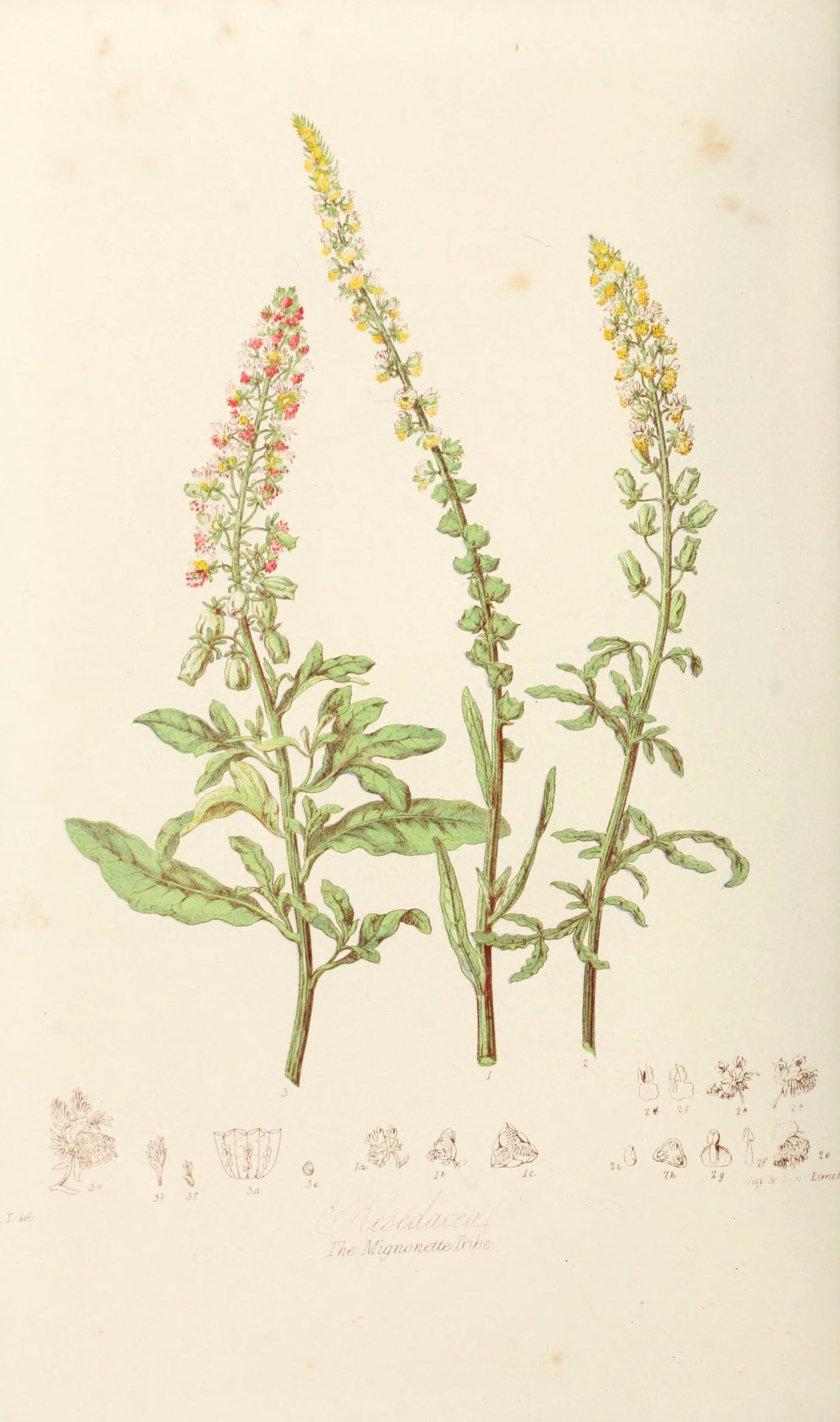 Ботаническая иллюстрация Резеда