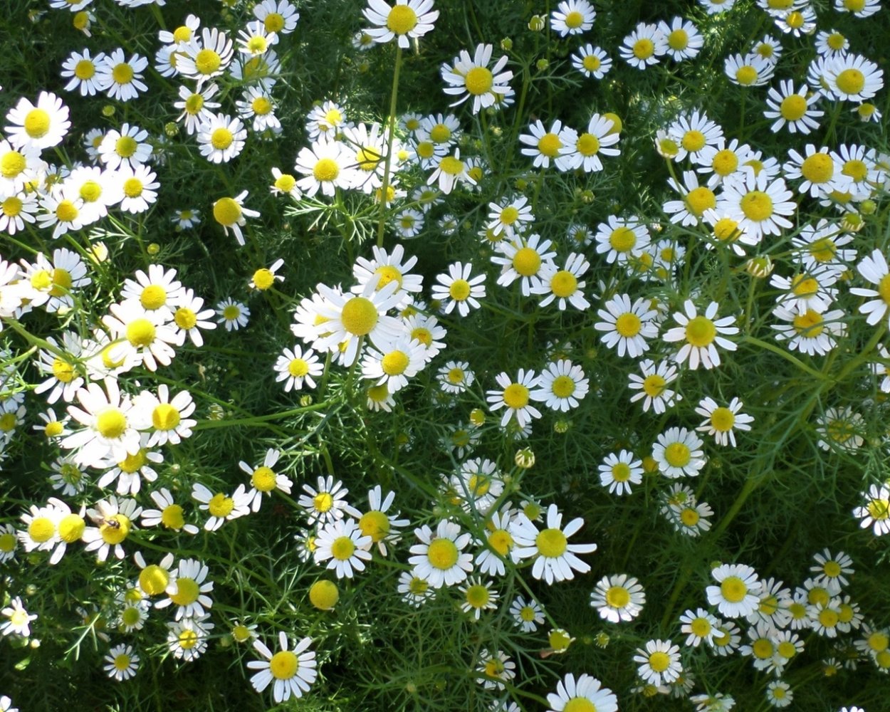 Мелкая Ромашка ползучая