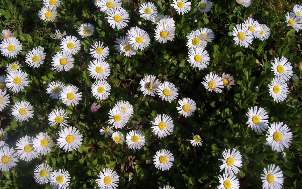 Дикая Астра Ромашковая Ромашка лекарственная