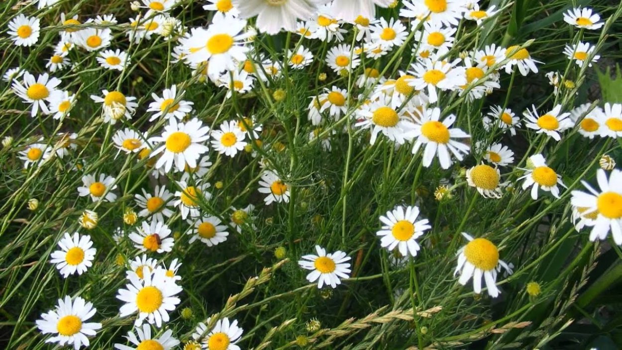 Ромашка белая герберная