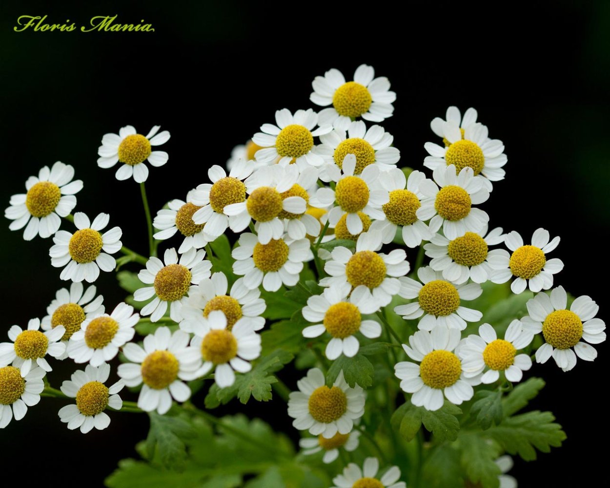 Ромашка мелкая Дикая