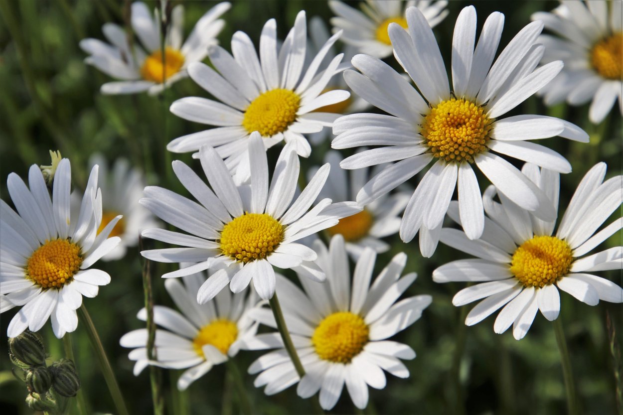 Ромашка Садовая