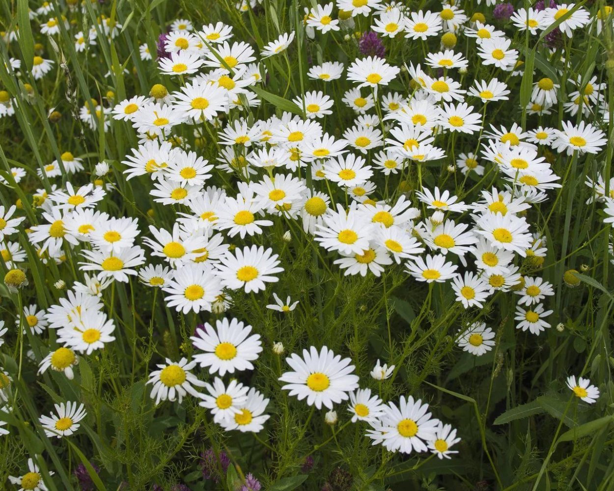 Ромашка Польова