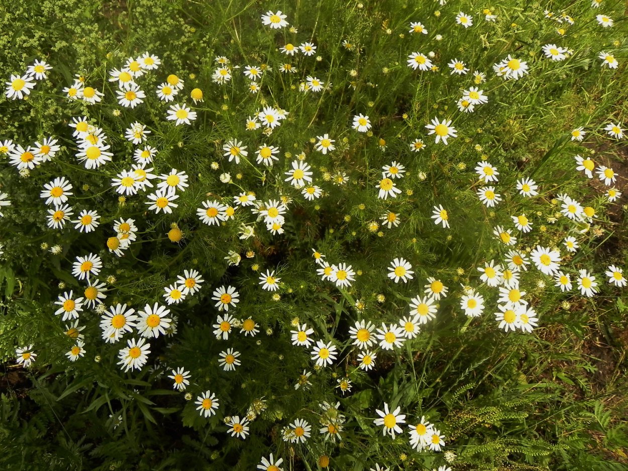 Дикая Астра Ромашковая