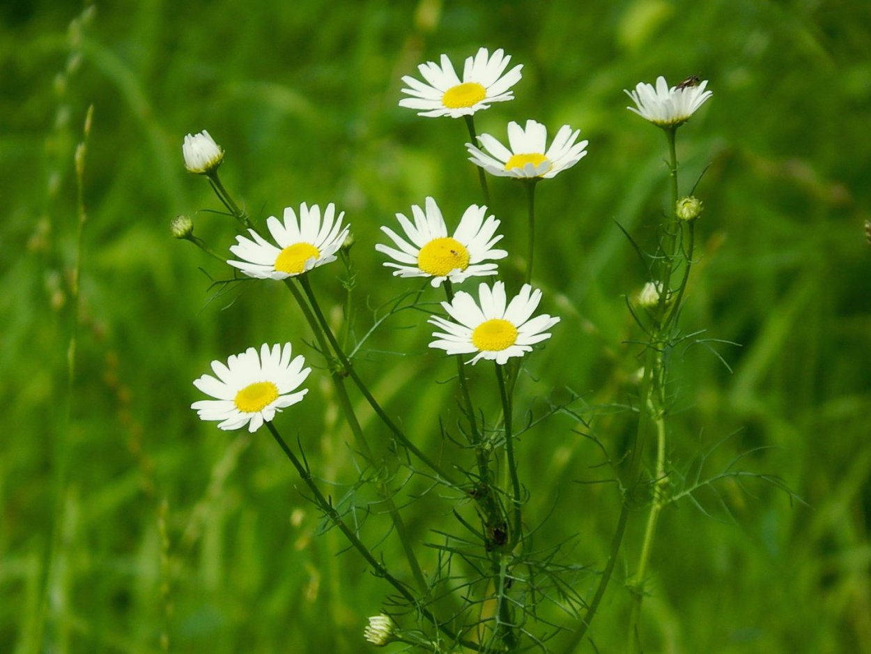 Американская Ромашка