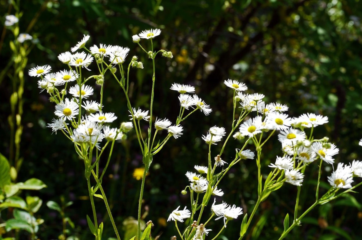Erigeron chrysopsidis