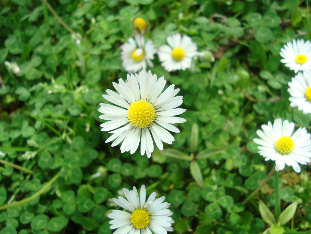 Ромашка Степная Полевая