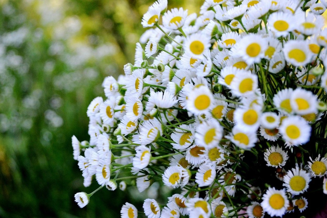 Ромашка мелкая Садовая