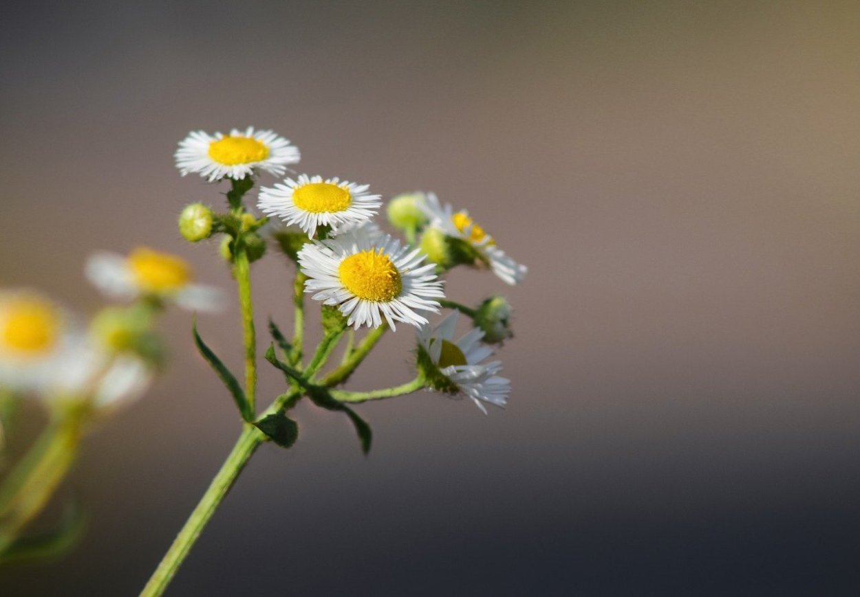 Соцветие ромашки аптечной