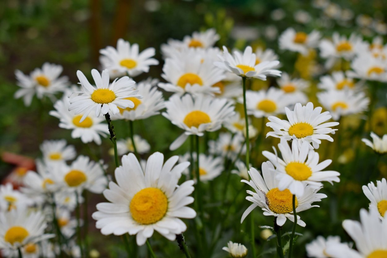 Красивые полевые ромашки