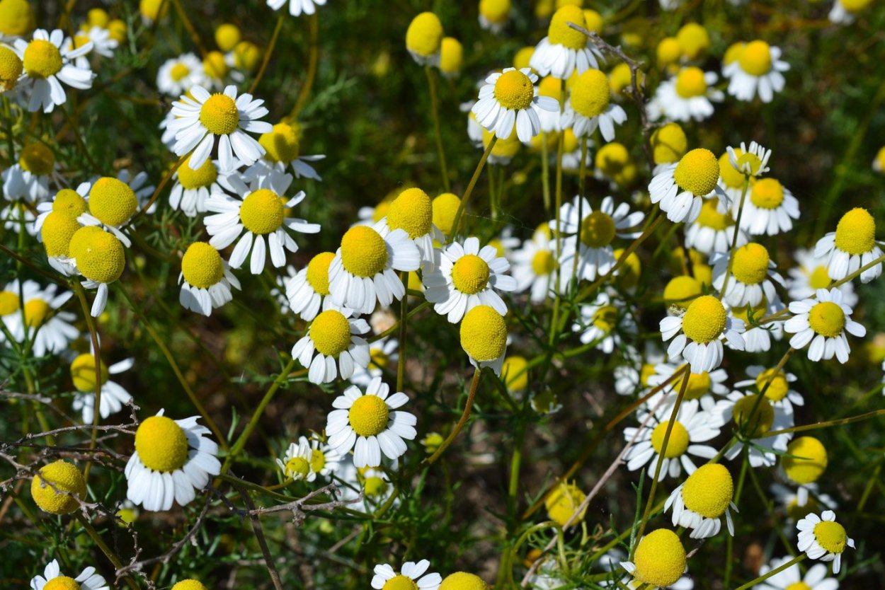 Соцветие корзинка Ромашка