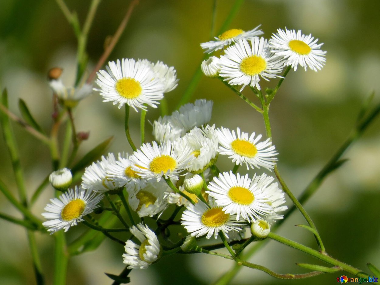 Нивяник поповник