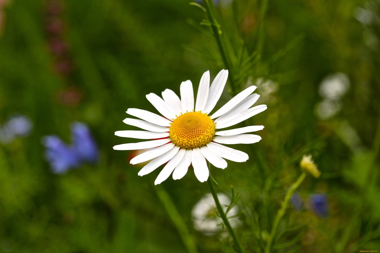 Ромашка аптечная листья