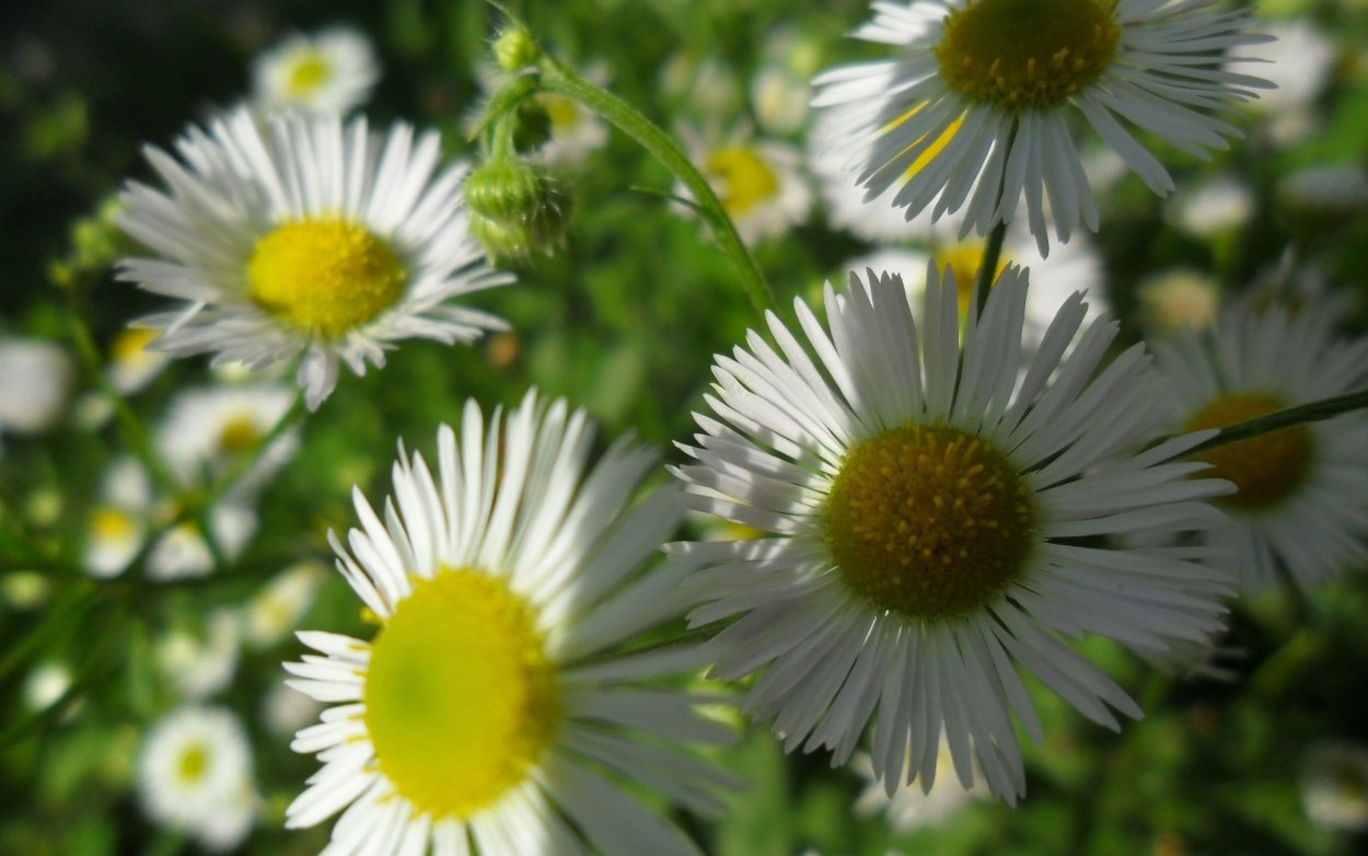 Метёлка сложный Колос сложный зонтик