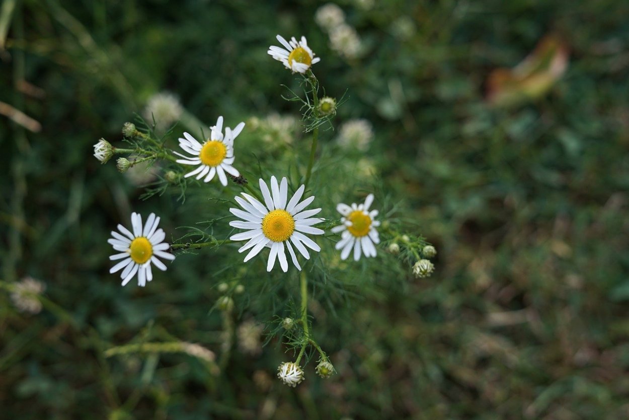 Растения с разными типами соцветий
