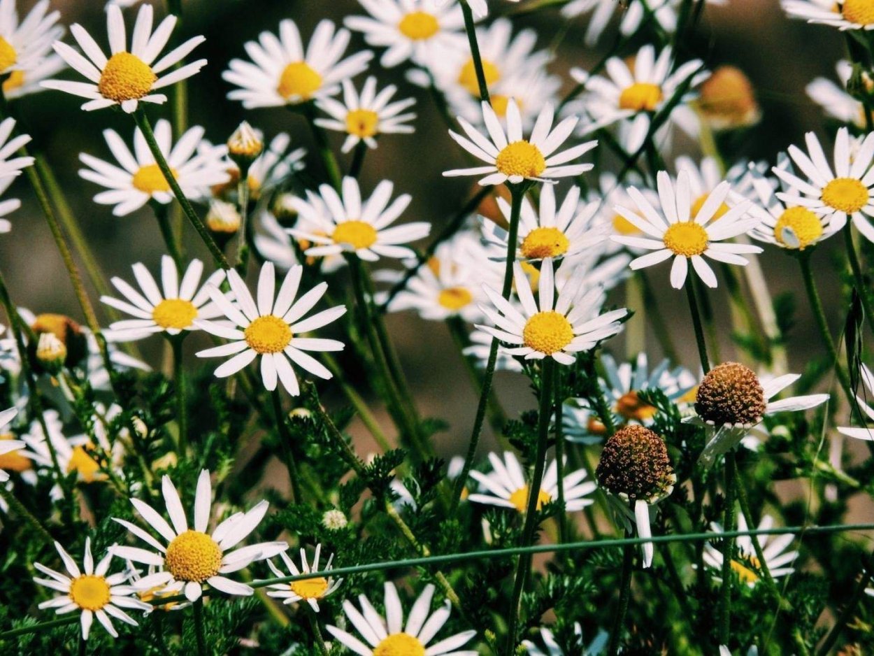 Одиночные цветки и соцветия