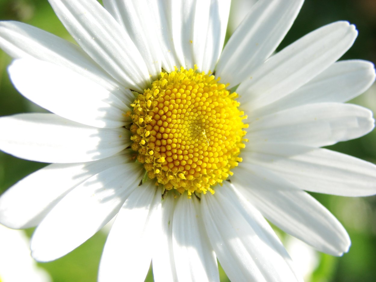 Нивяник необыкновенный