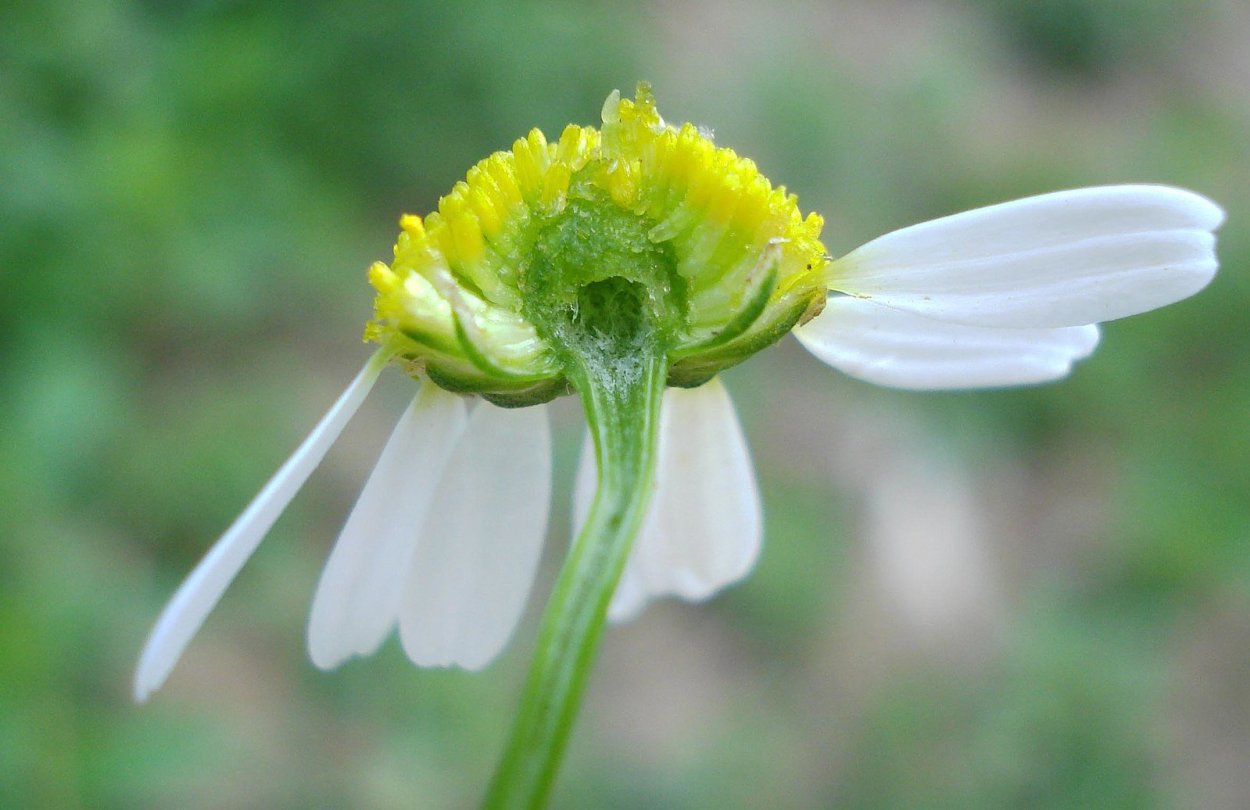 Ромашка Марокканская (Ormenis multicaulis)