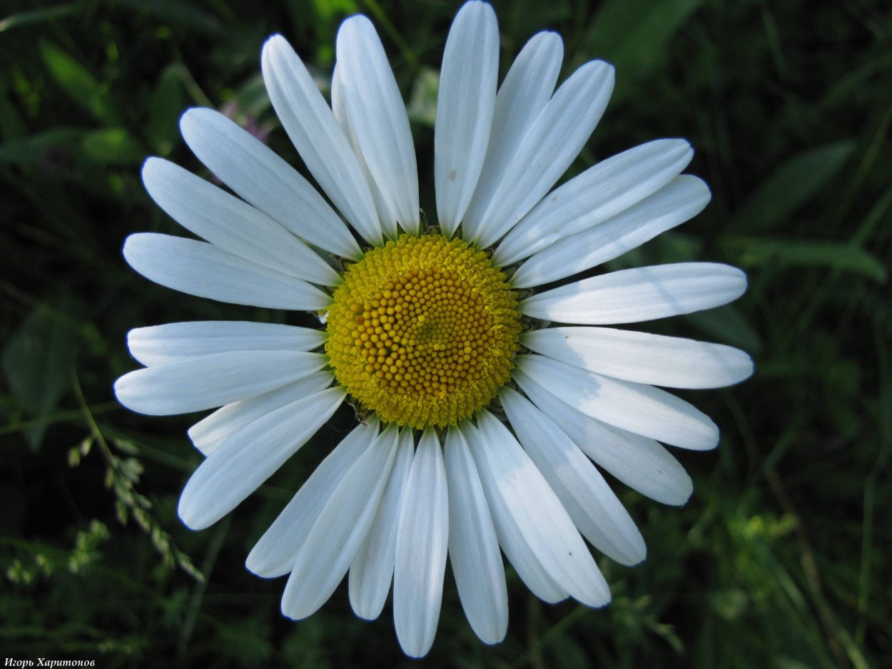 Стебель ромашки