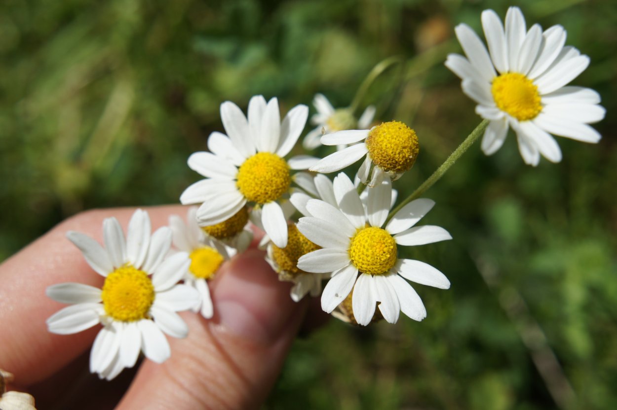Matricaria Chamomilla l.