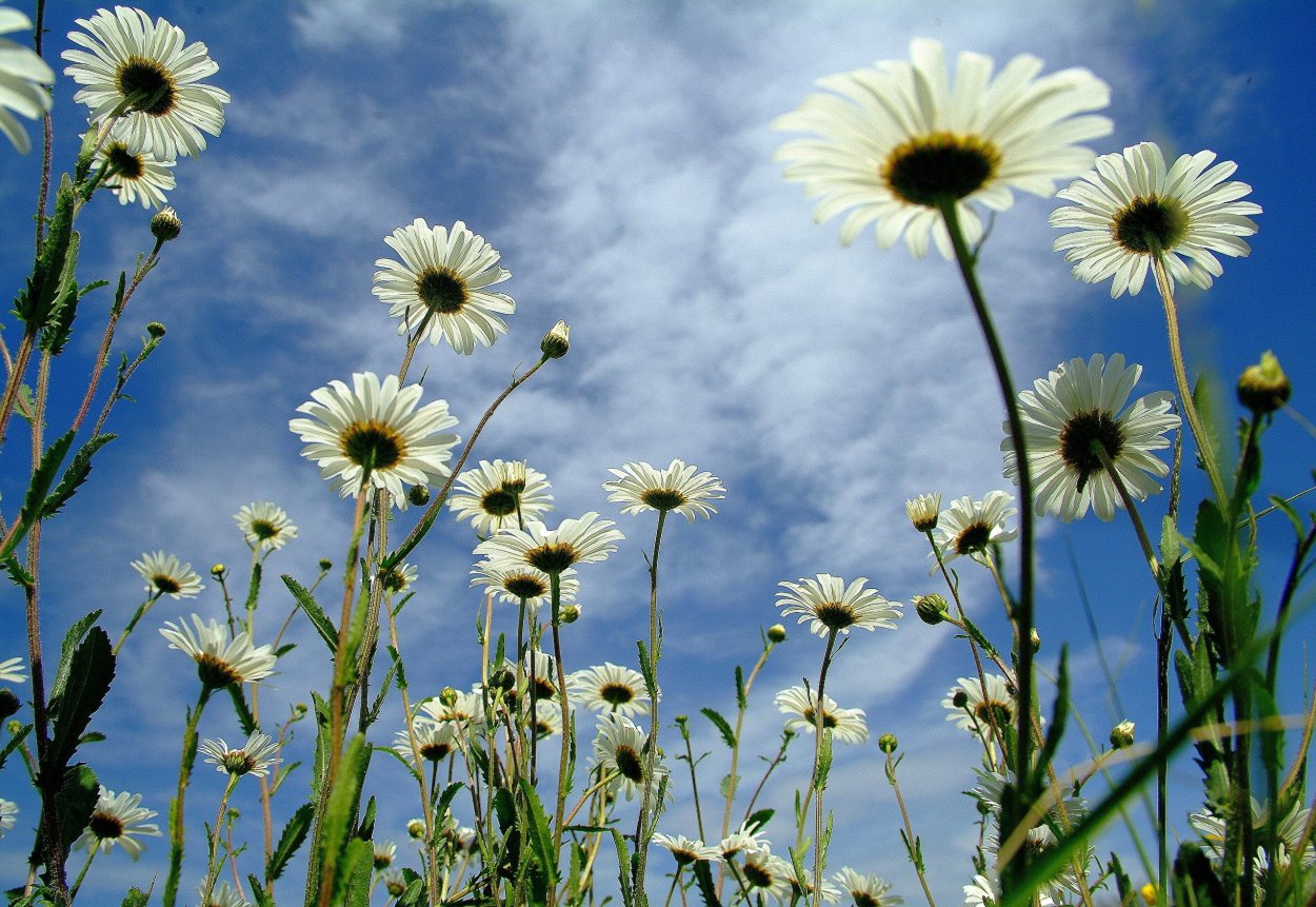 Нивяник Аляска