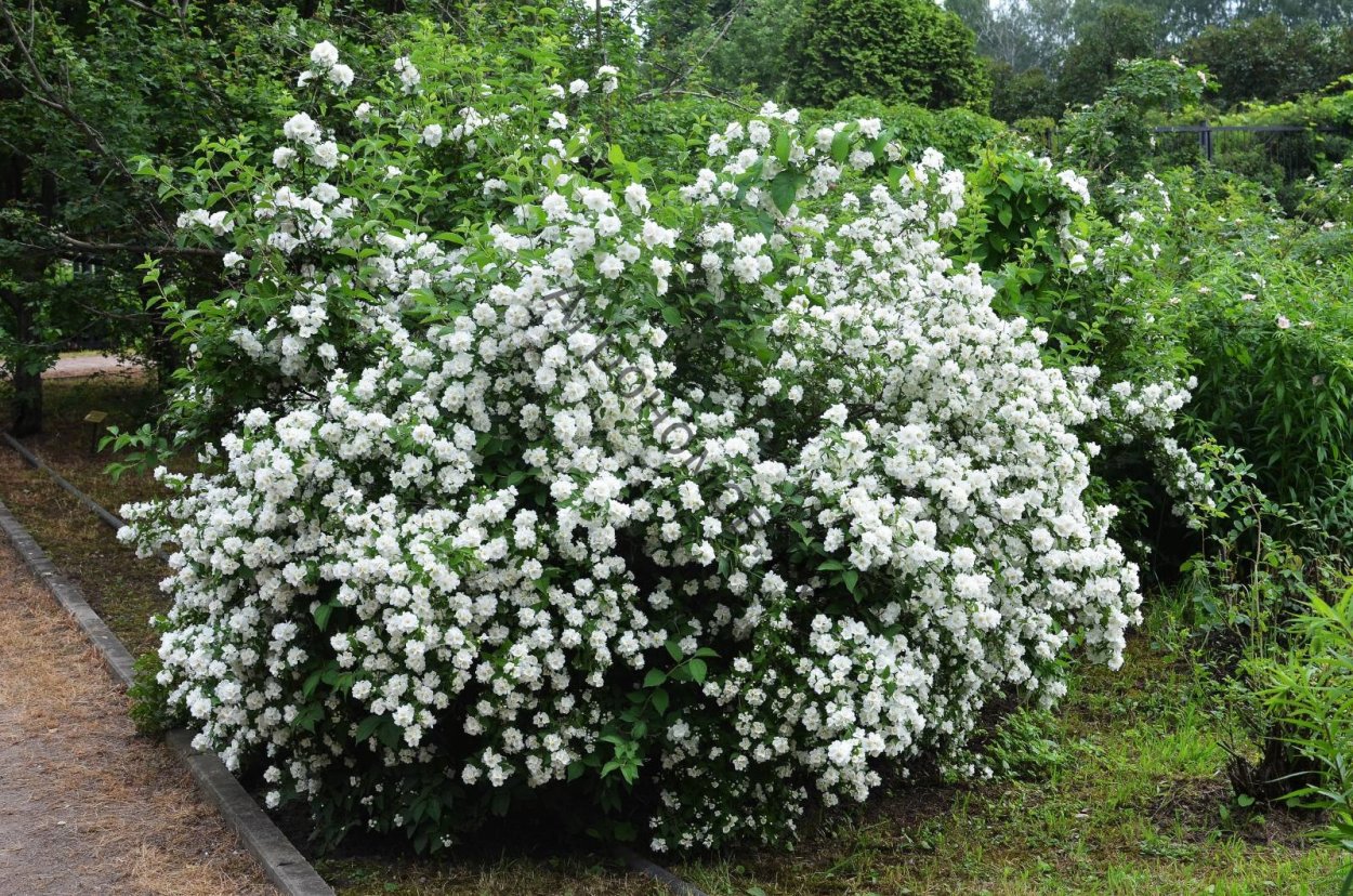 Чубушник венечный Зоя Космодемьянская