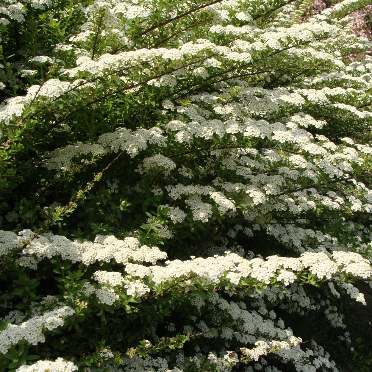 Спирея ниппонская Spiraea nipponica Snowmound
