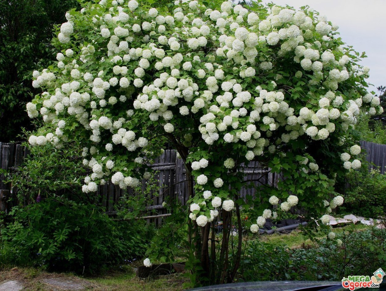 Калина бульденеж