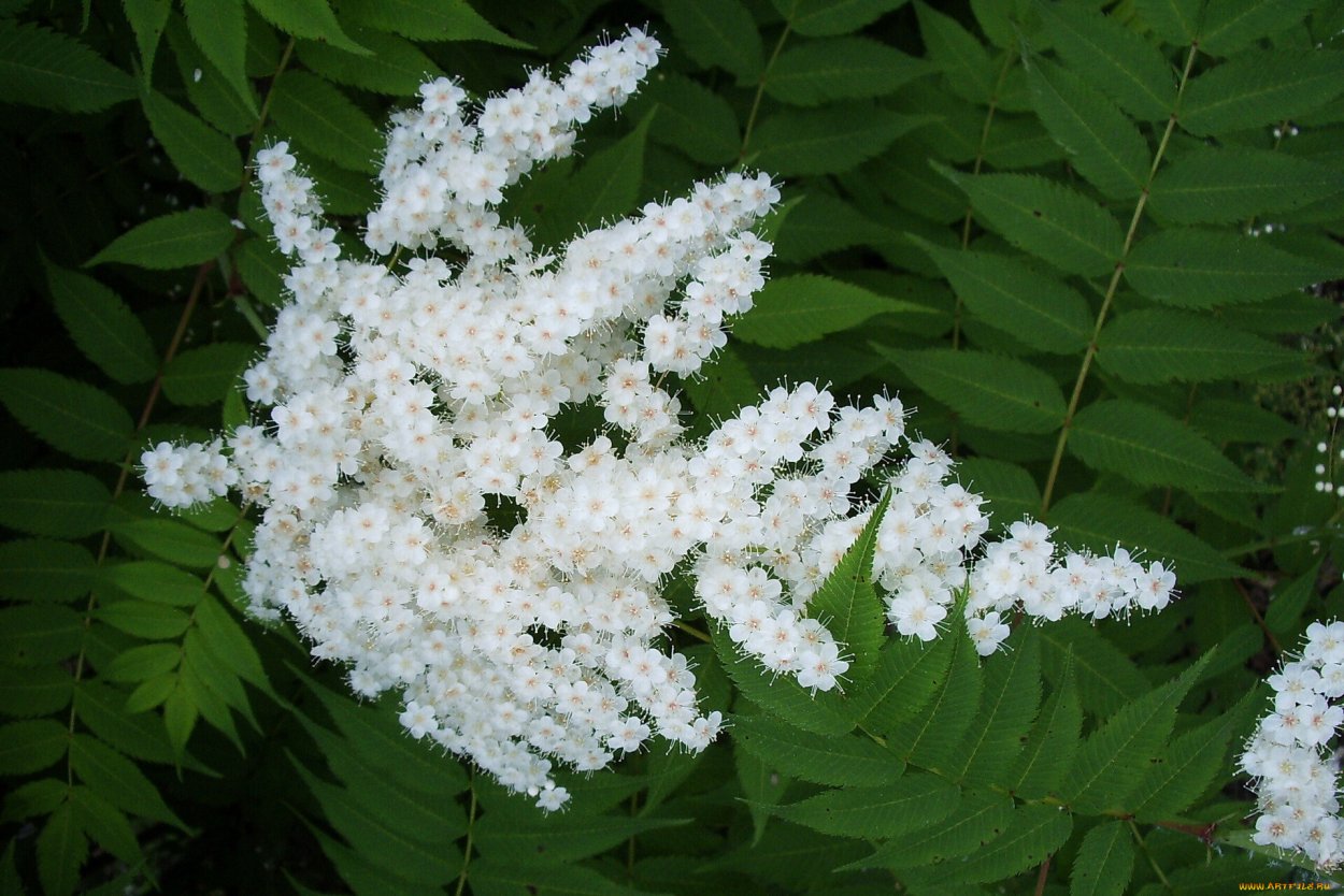 Спирея таволга Уссурийская