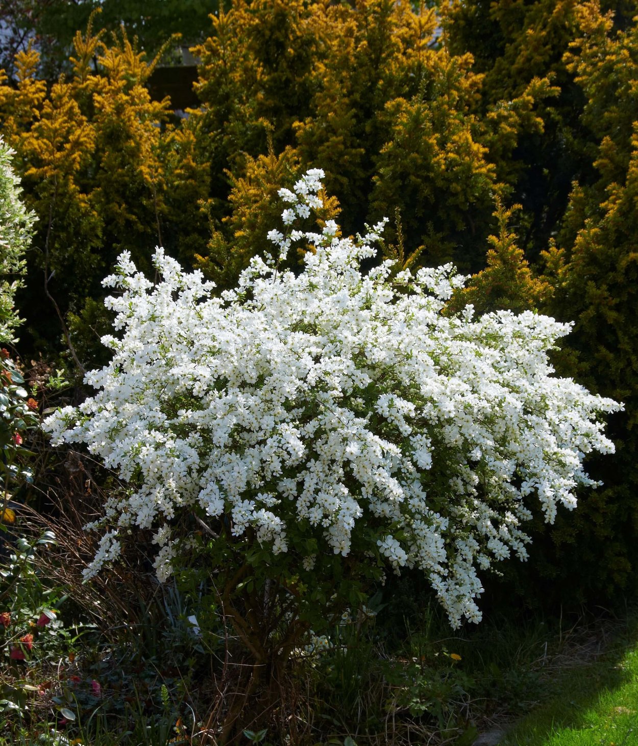 Экзохорда Ниагара