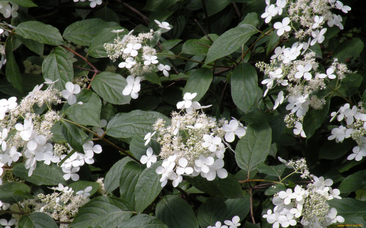 Дерен Сибирский