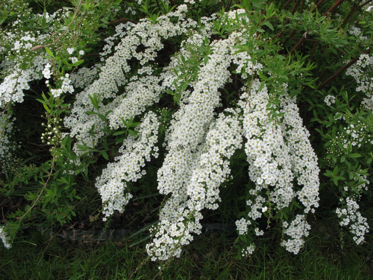 Спирея березолистная (Spiraea betulifolia &#96;Tor&#96;)