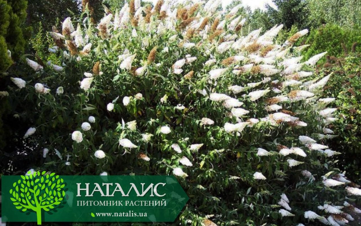 Буддлея Уайт Профьюжн