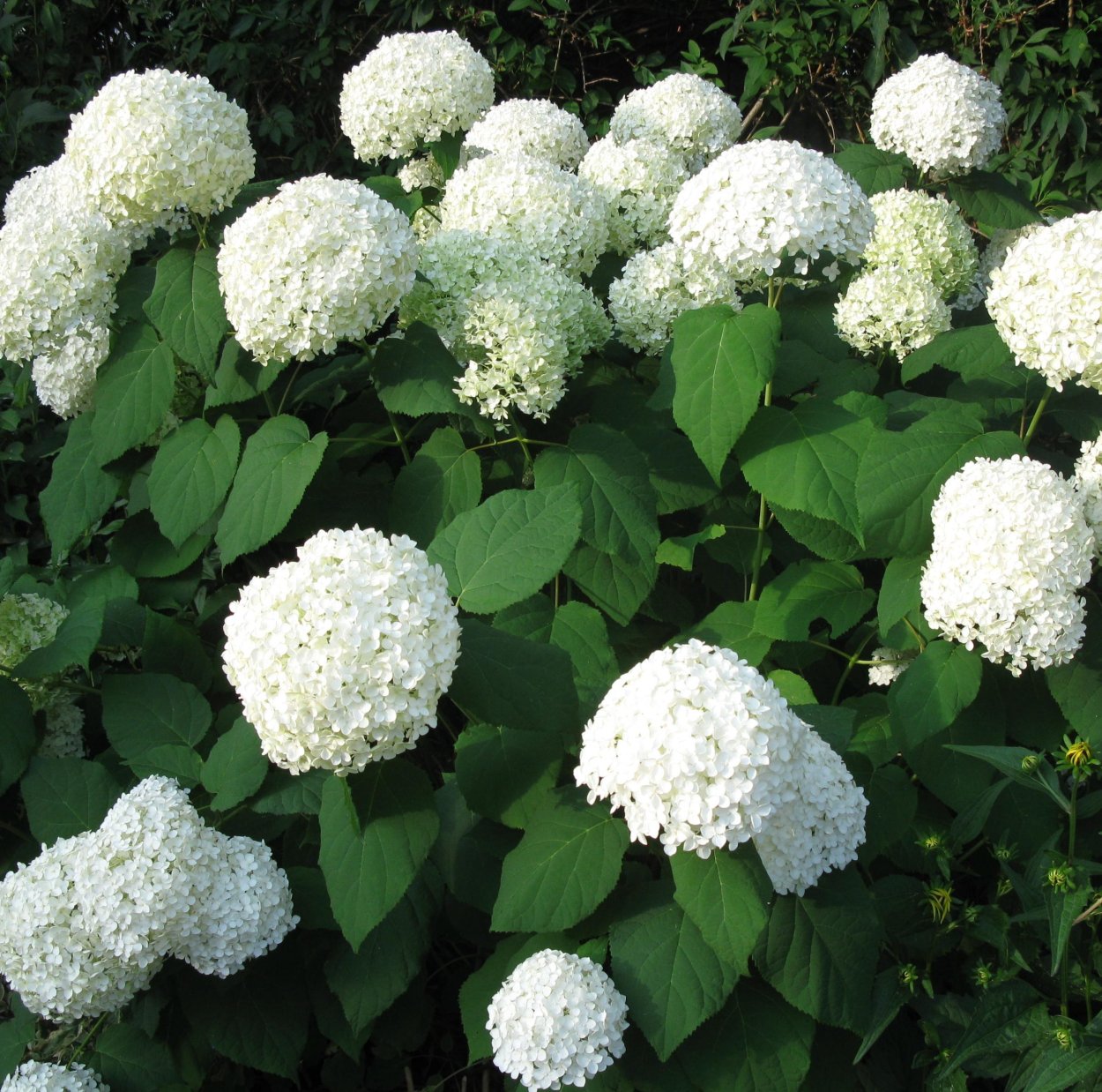 Спирея Гринштейн