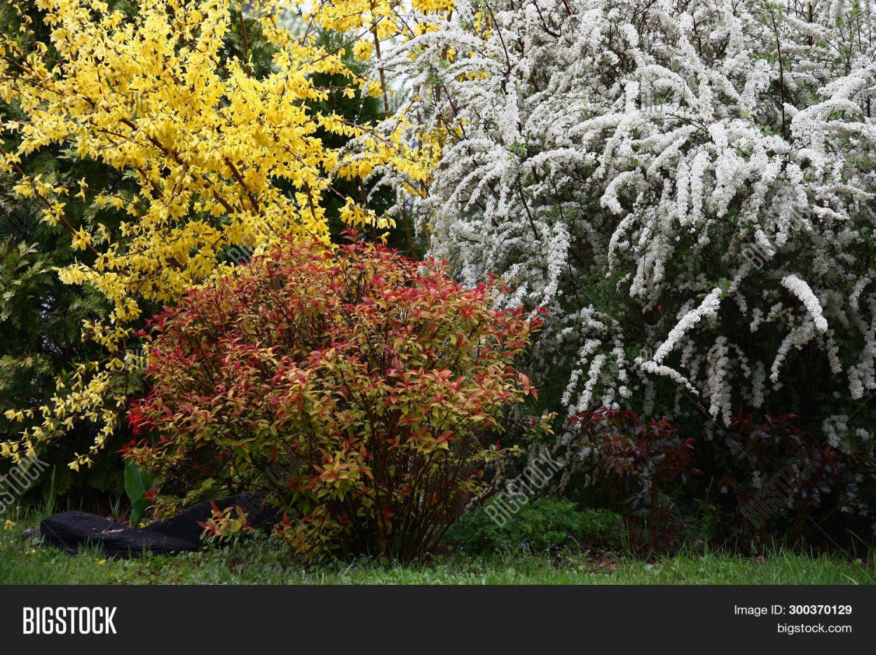 Спирея форзиция