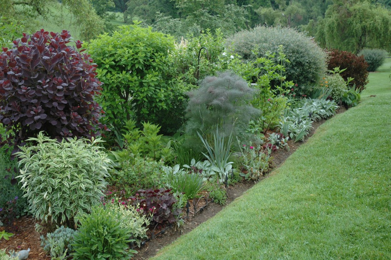 Миксбордер с дереном