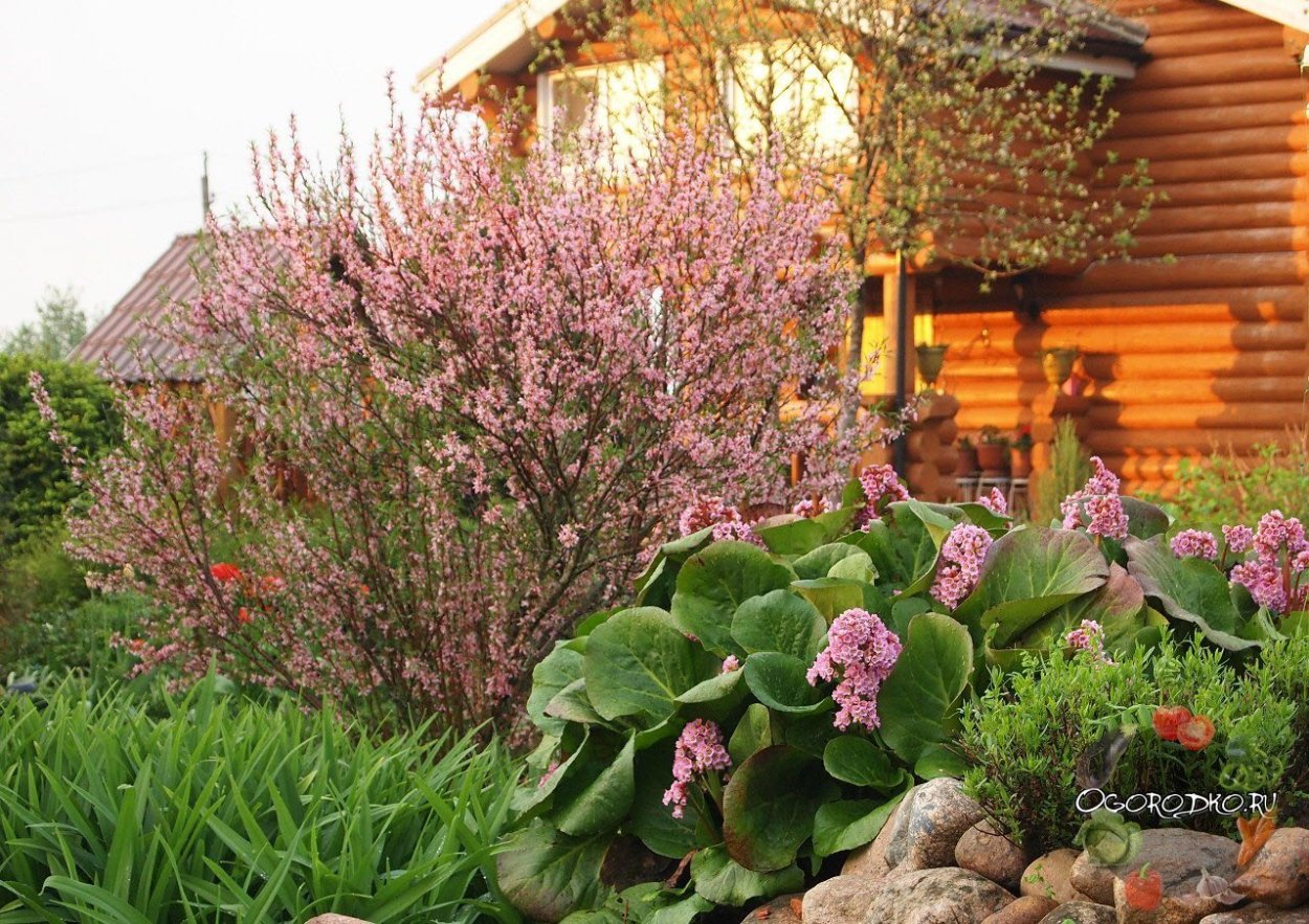 Сирень спирея бадан