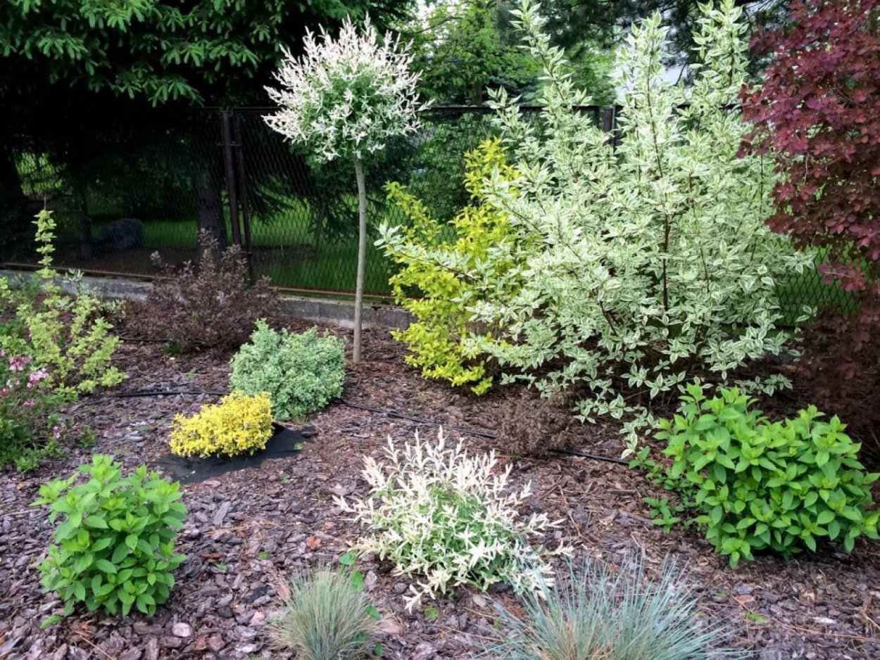 Композиции с ивой Хакуро нишики