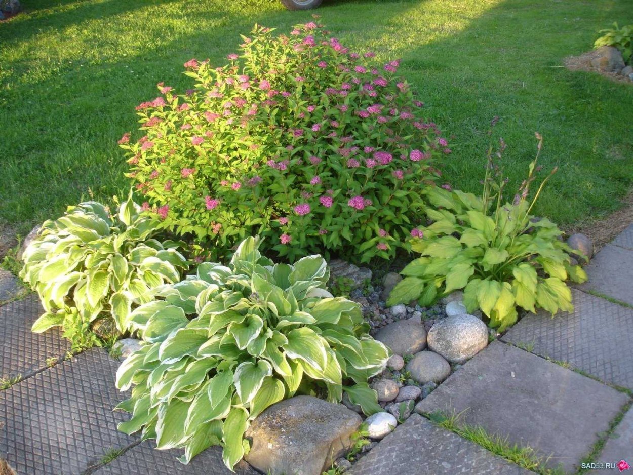 Спирея японская Golden Elf