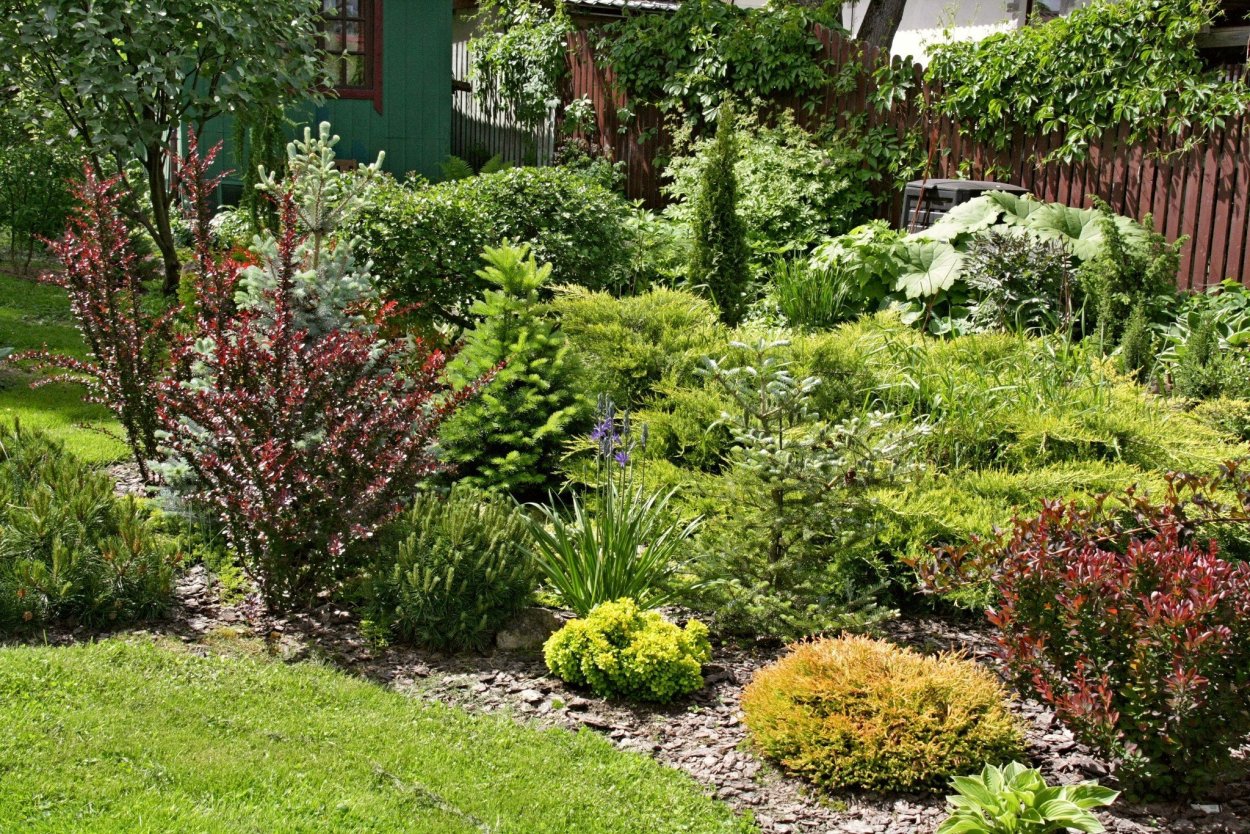 Барбарис, спирея, пузыреплодник