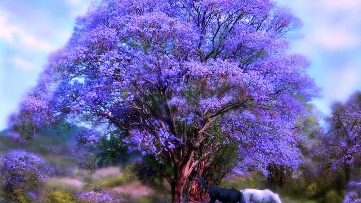 Австралия цветение джакаранда