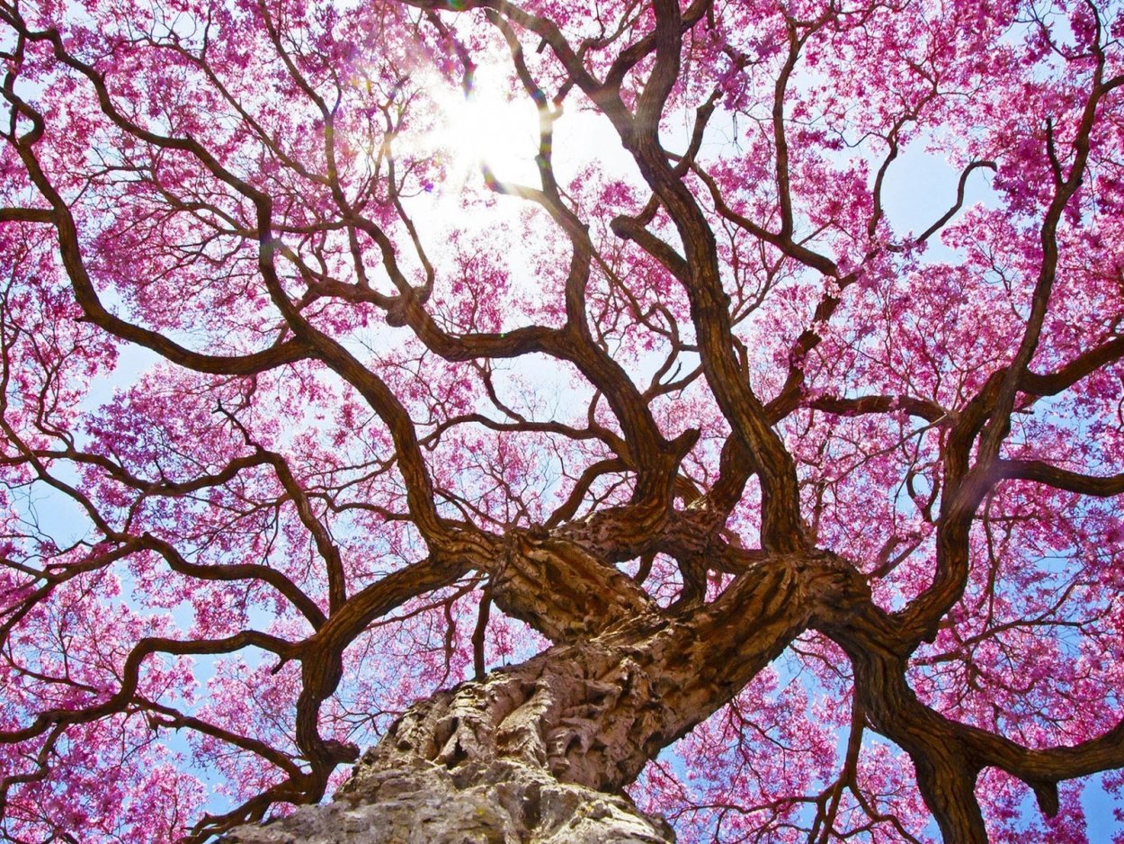 Дерево жакаранда джакаранда фиалковое