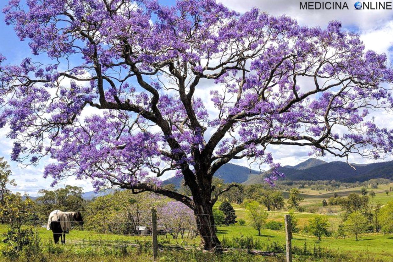 Жакаранда дерево Южная Америка