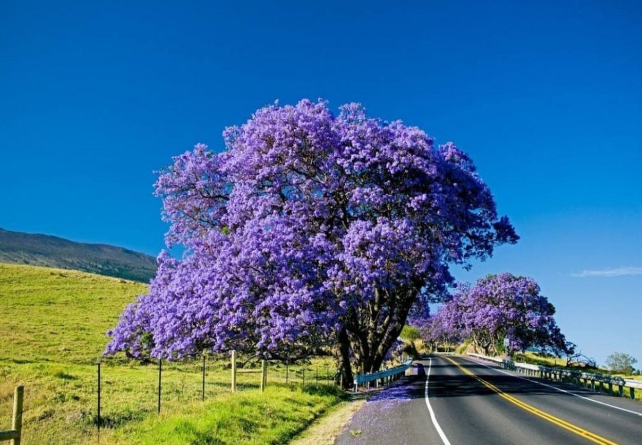 Фиалковое дерево джакаранда