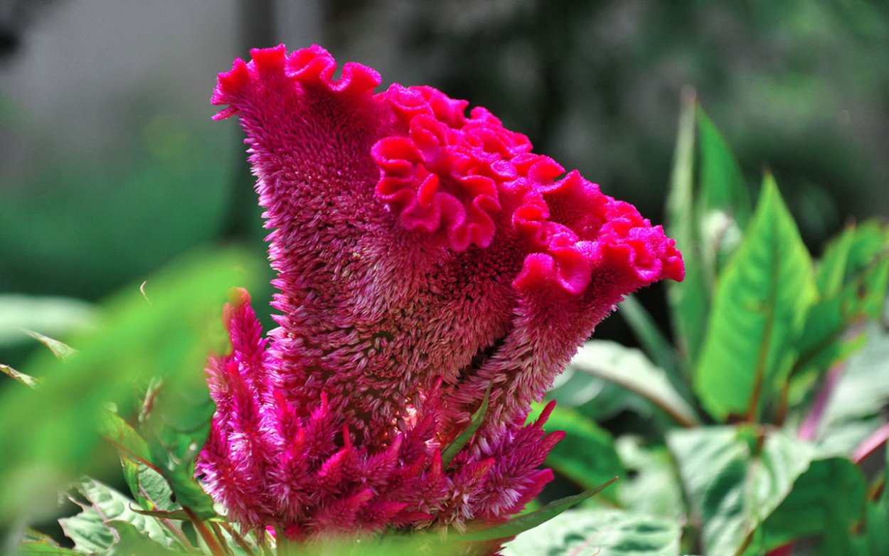 Амарант петушиный гребешок